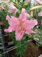 [5330 Euskadi VH No02.JPG]